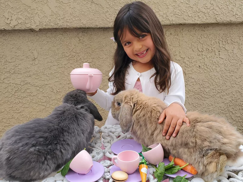 Two Holland Lop bunnies