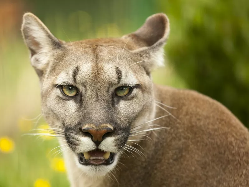 Closeup of puma staring and baring its teeth