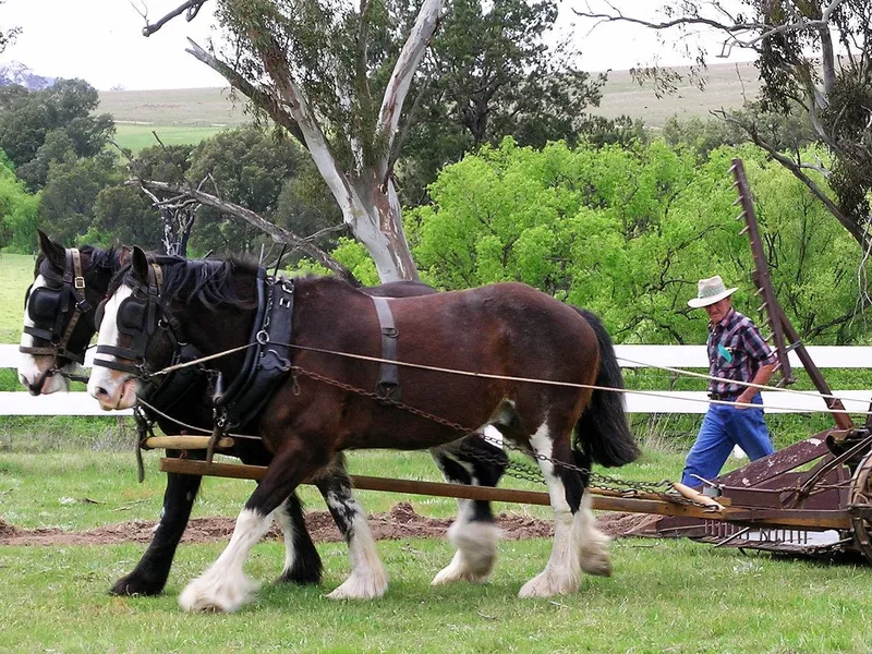 Australian Draught