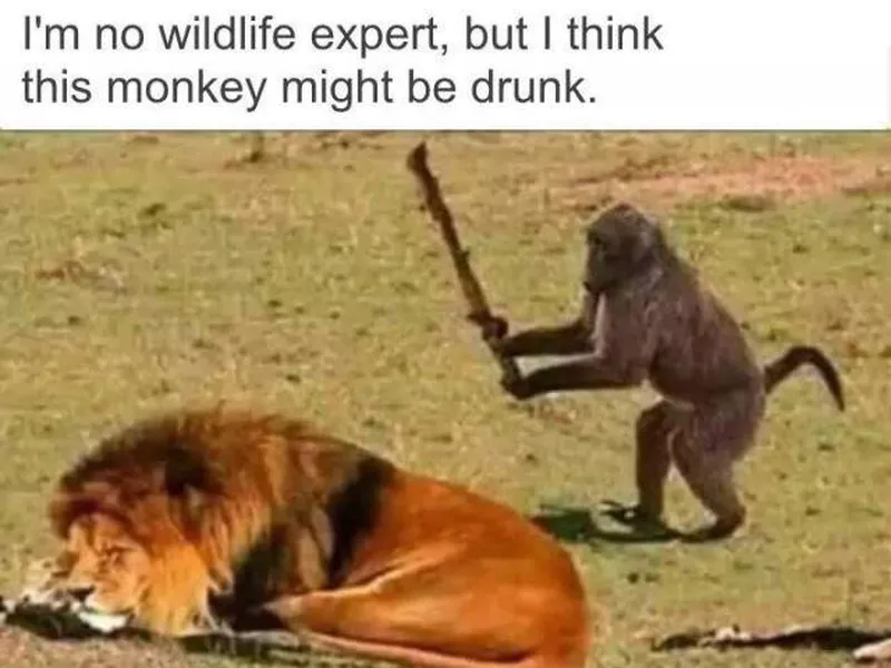 Monkey and Lion Meme