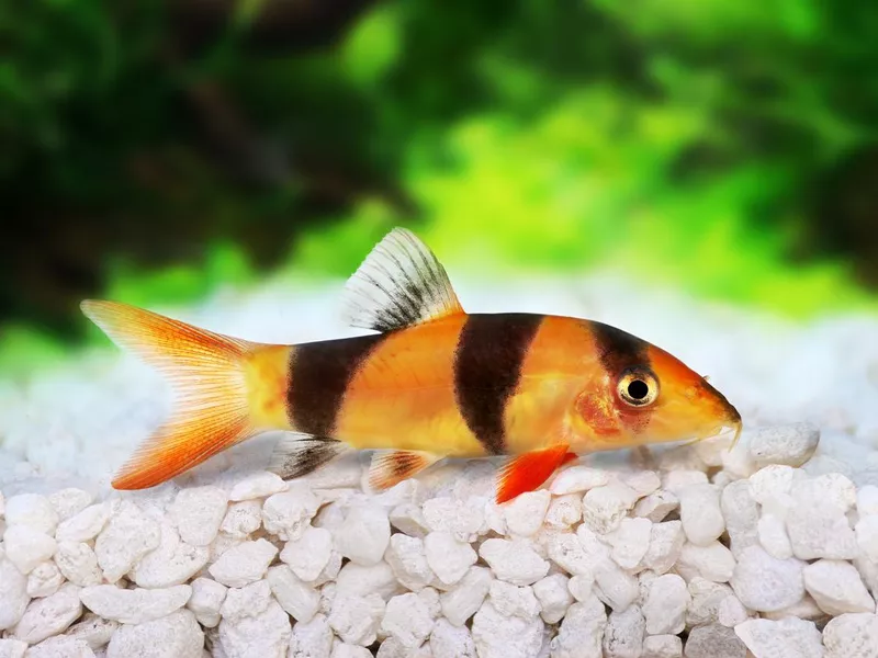 Clown loach