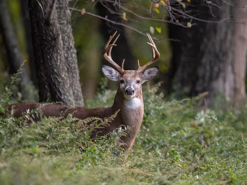 Young mule deer buck
