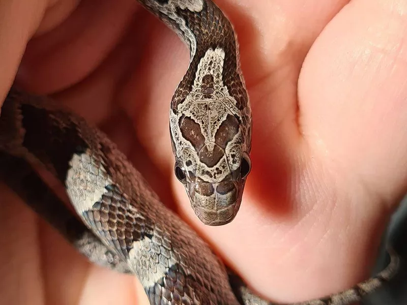 Corn Snaek