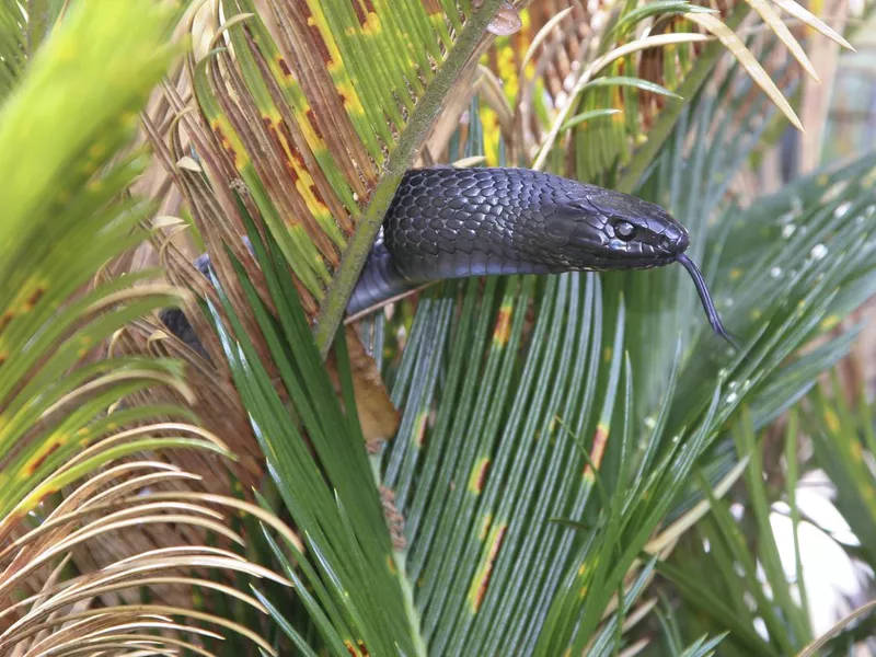 Eastern Indigo Snake