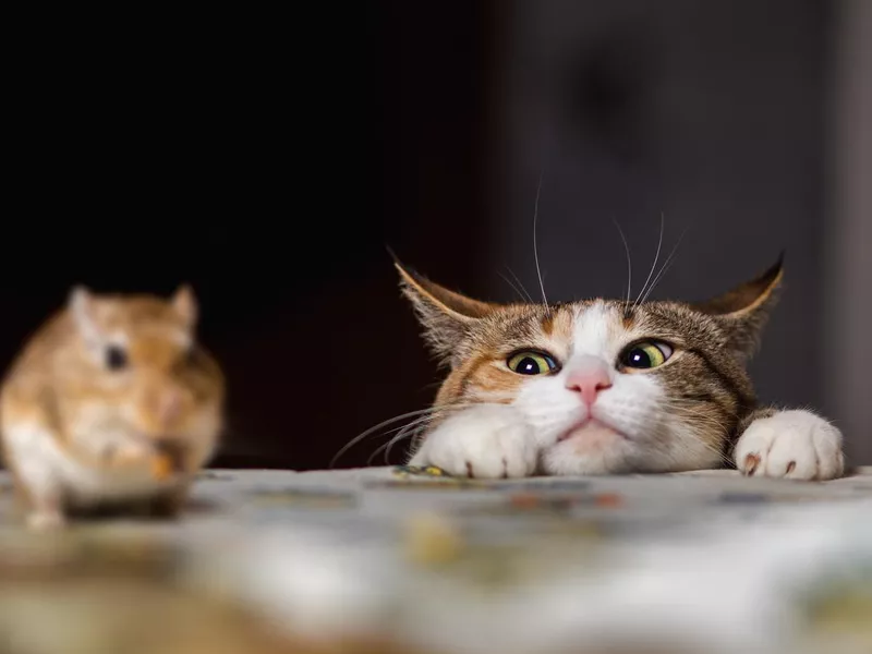 Cat playing with little gerbil mouse on thetable