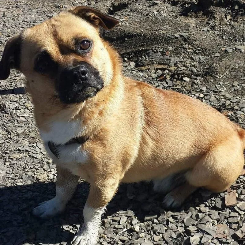 Pug and corgi mix