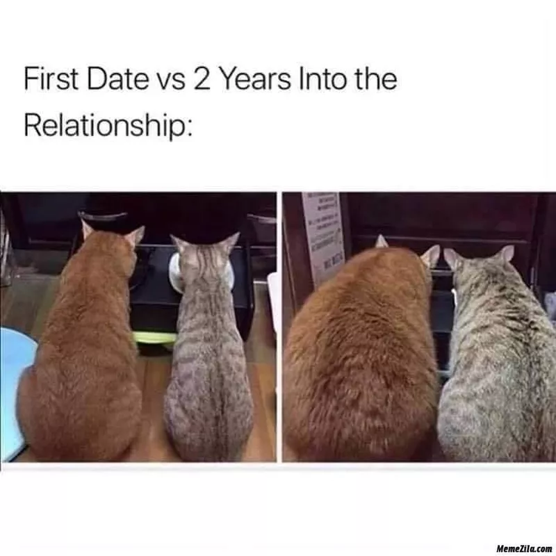 fat cats eating