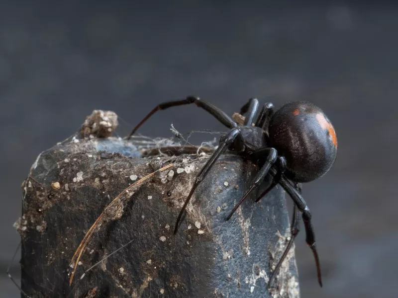 Redback Spider