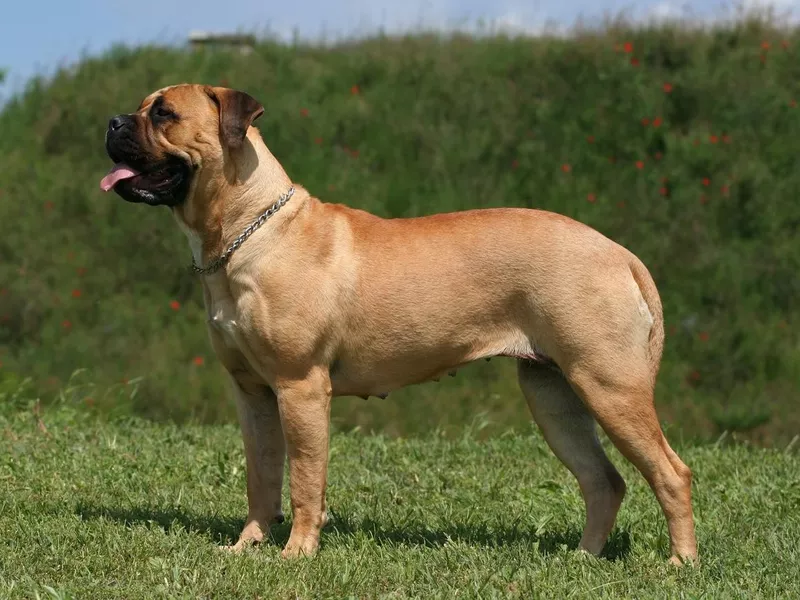 Beautiful young mastiff