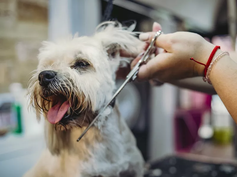 Little white Maltese dog in a dog salon