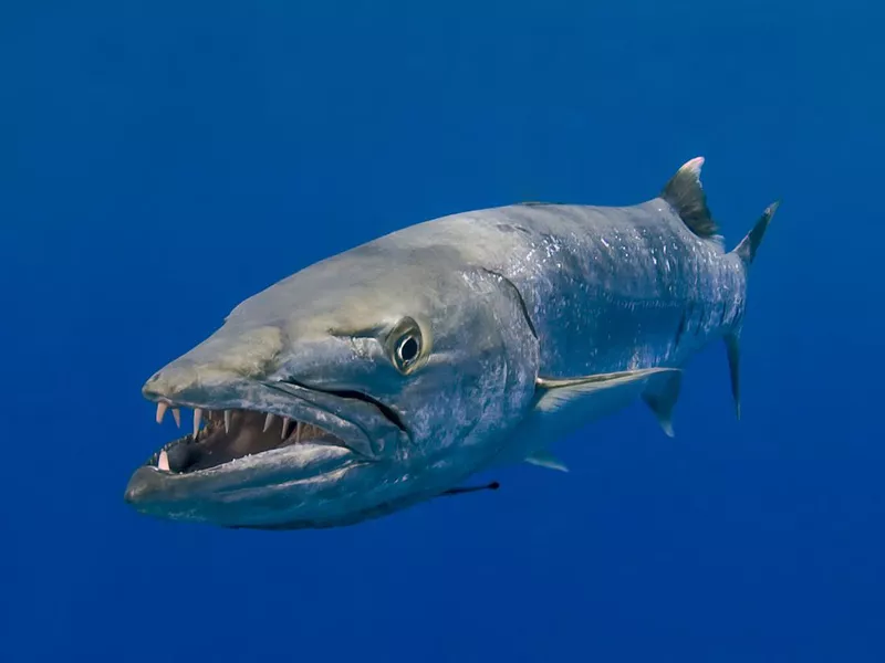 Barracuda