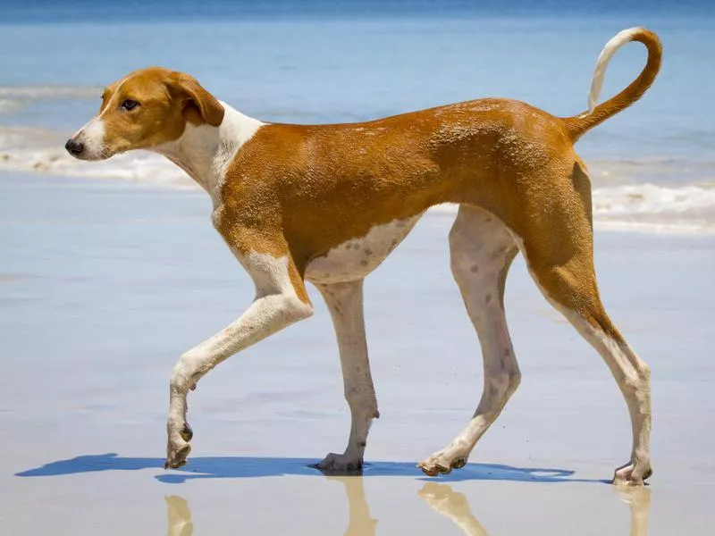 Intelligent Dog Breeds: Azawakh