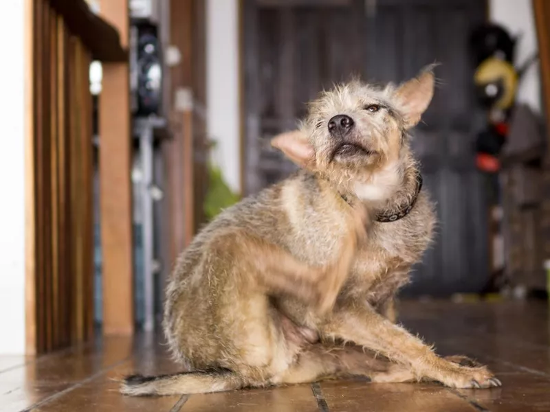 Terrier dog scratching chin with leg