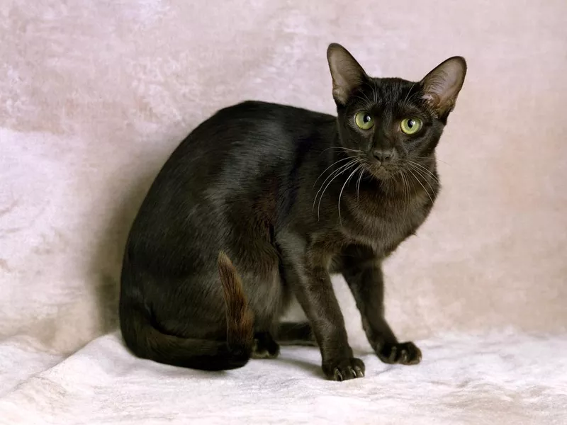 Havana Brown Domestic Cat