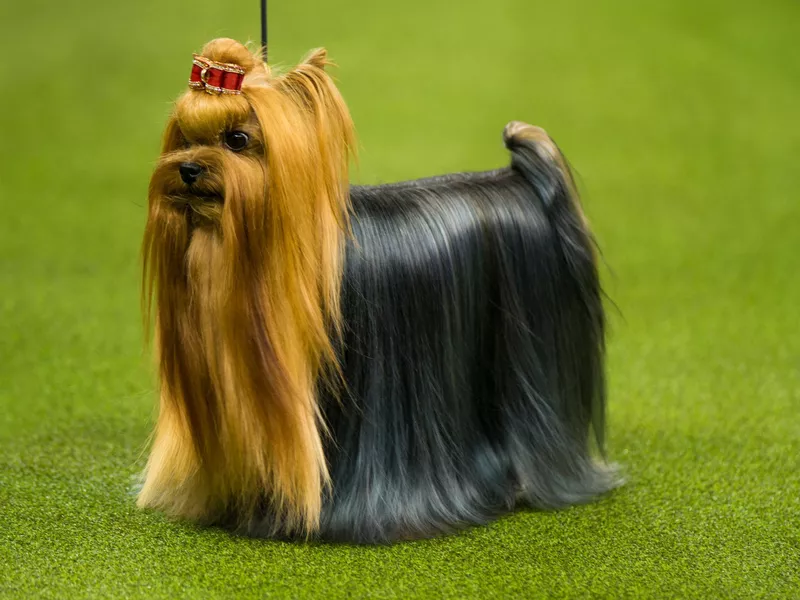 Pretty Dog with Bow