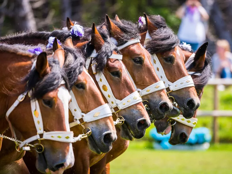 Front view of adorned powerful Ardennes horses