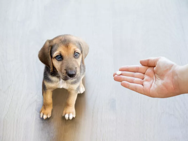 Giving puppy a pill