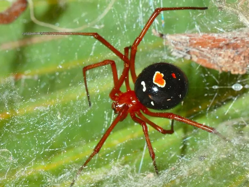 Red Widow Spider