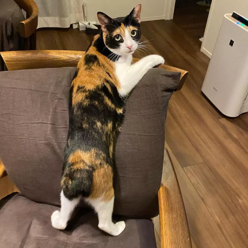 Japanese Bobtail