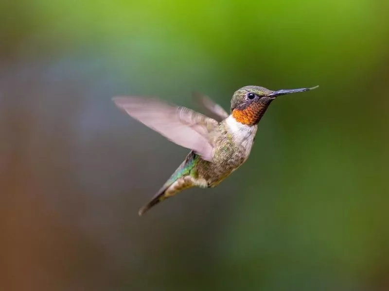 hummingbird