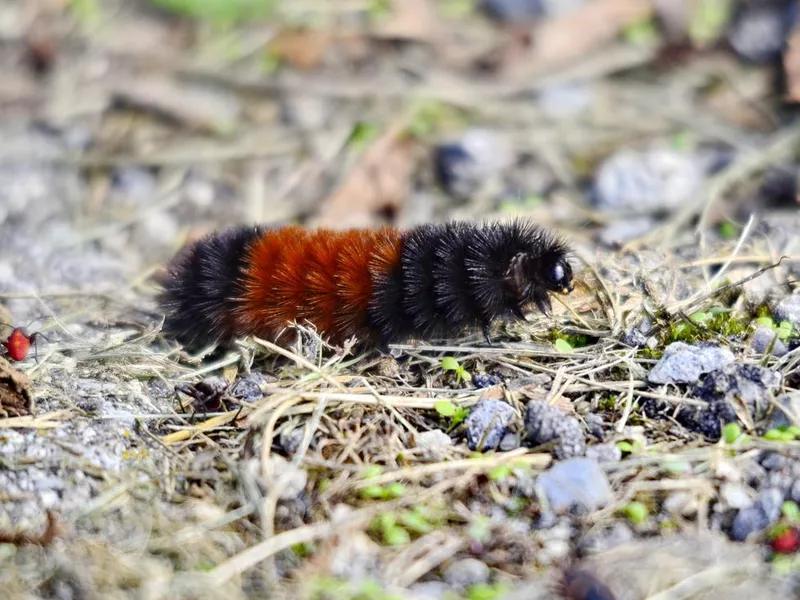 Woolly Worm Festival
