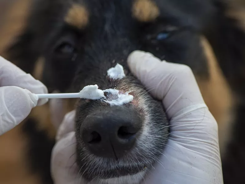 Treat ringworm in dog