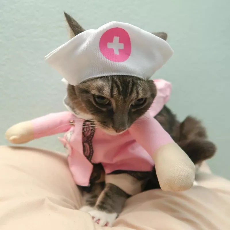 WeeH Nurse Cat Costume