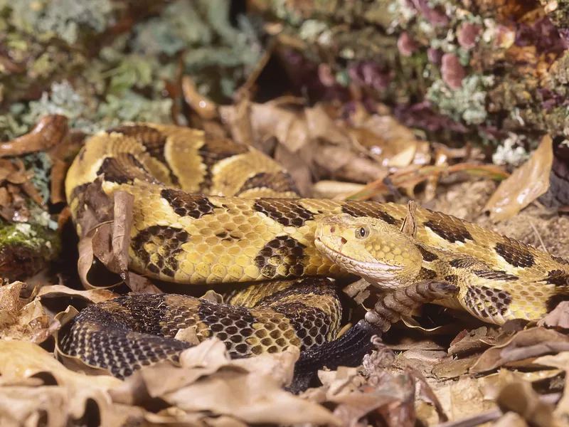 Snake-Timber rattlesnake