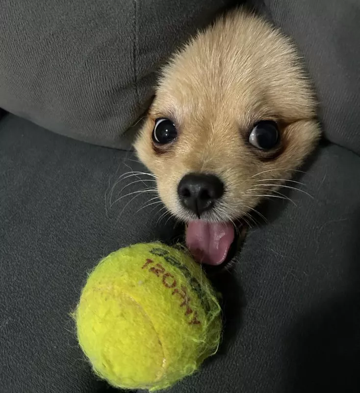 Is it a seal or a dog?