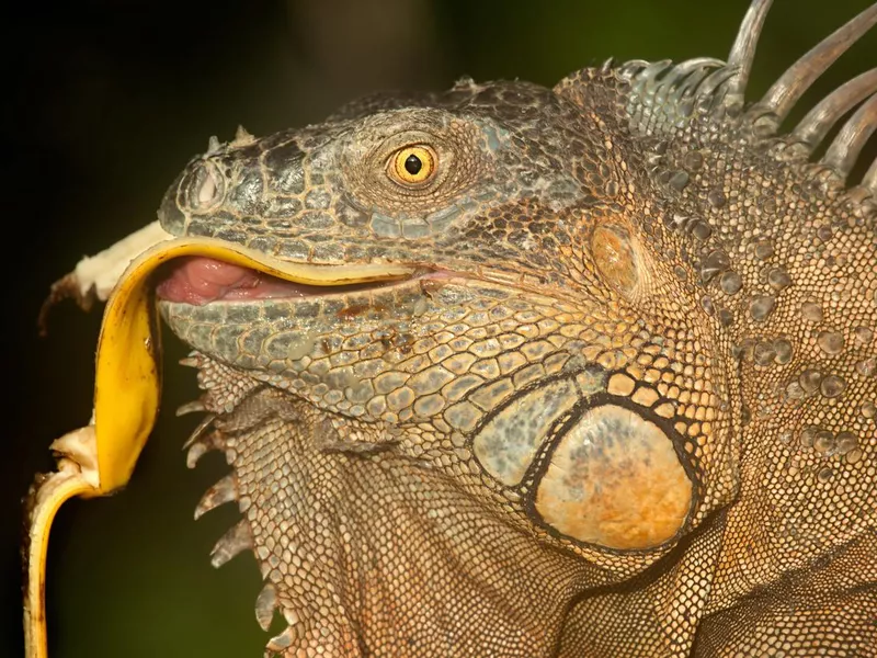Green iguana eating a banana peel
