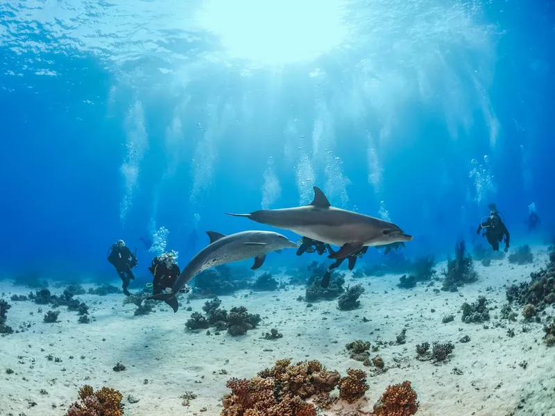 Scuba diving group underwater with dolphins