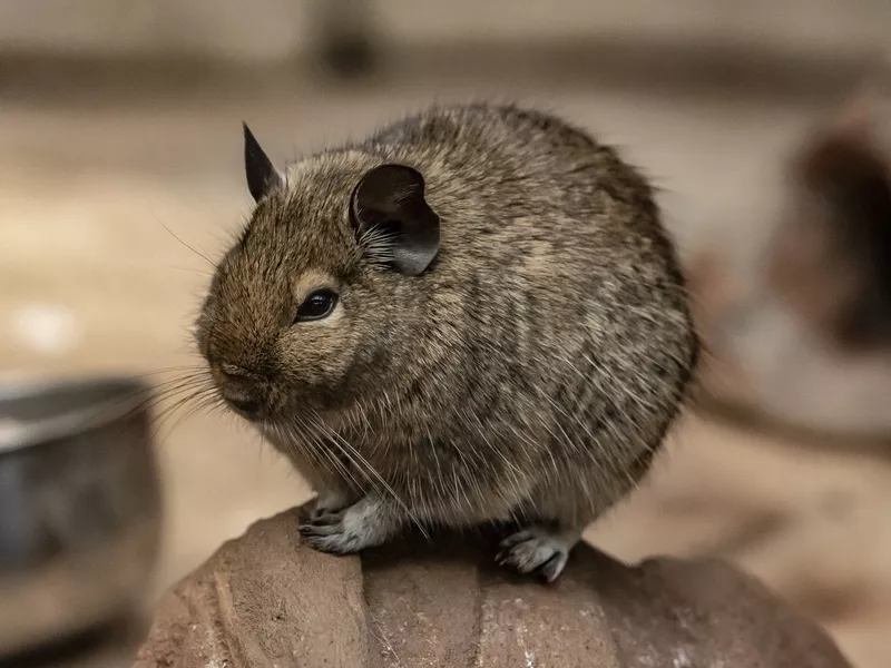 Observant Degu