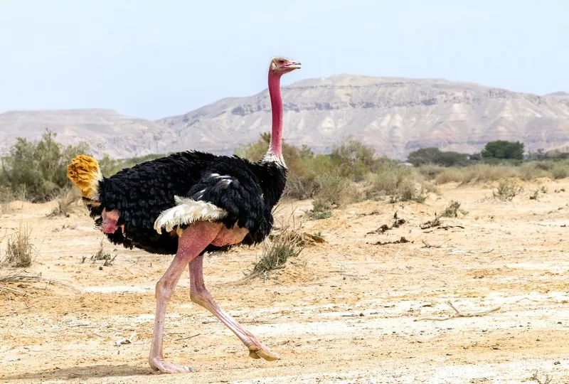 Male African ostrich