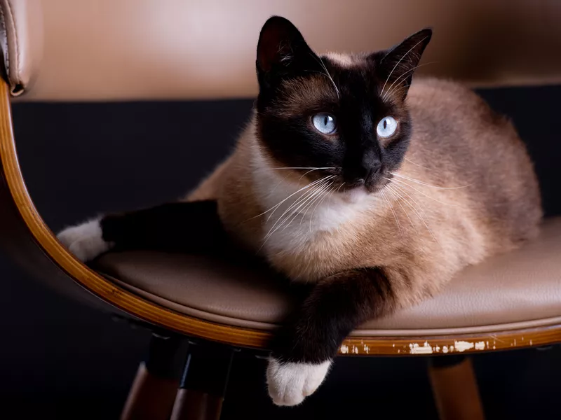 Siamese cat