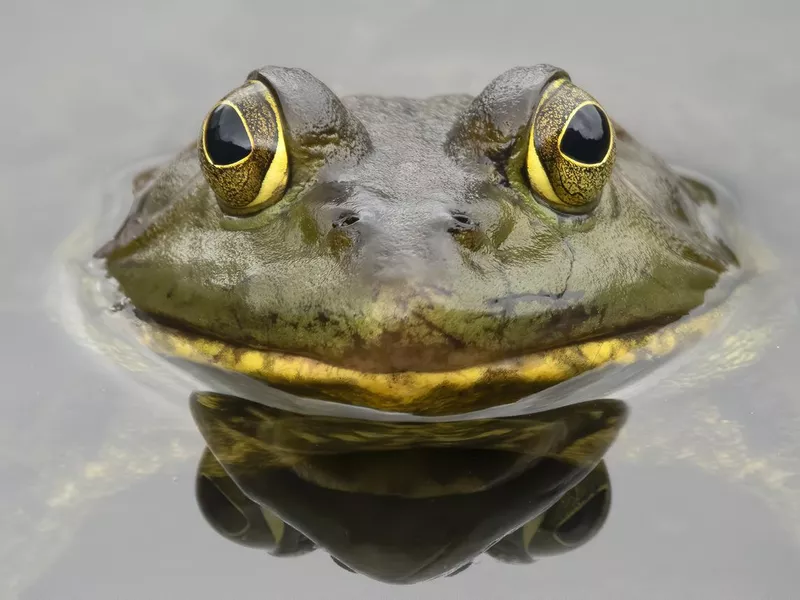 Bull frog close up looking at camera