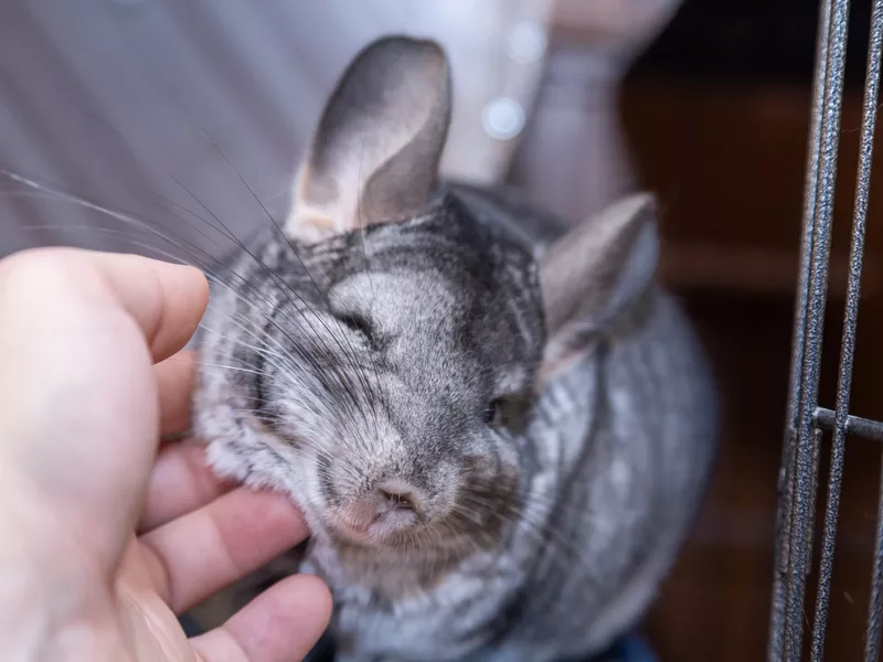 big furry gray chinchilla loves getting pet
