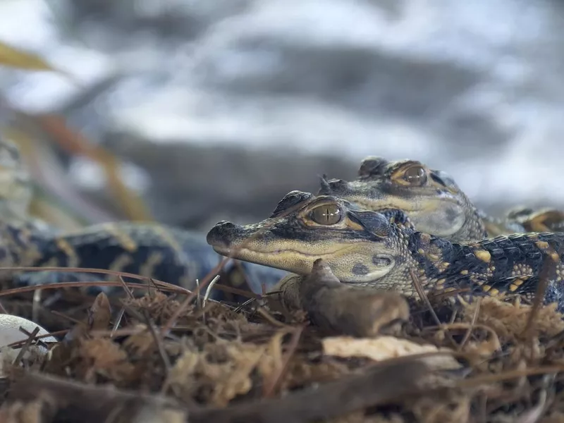 Newborn alligators in the nest
