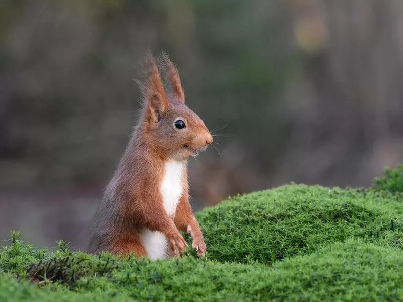 squirrel