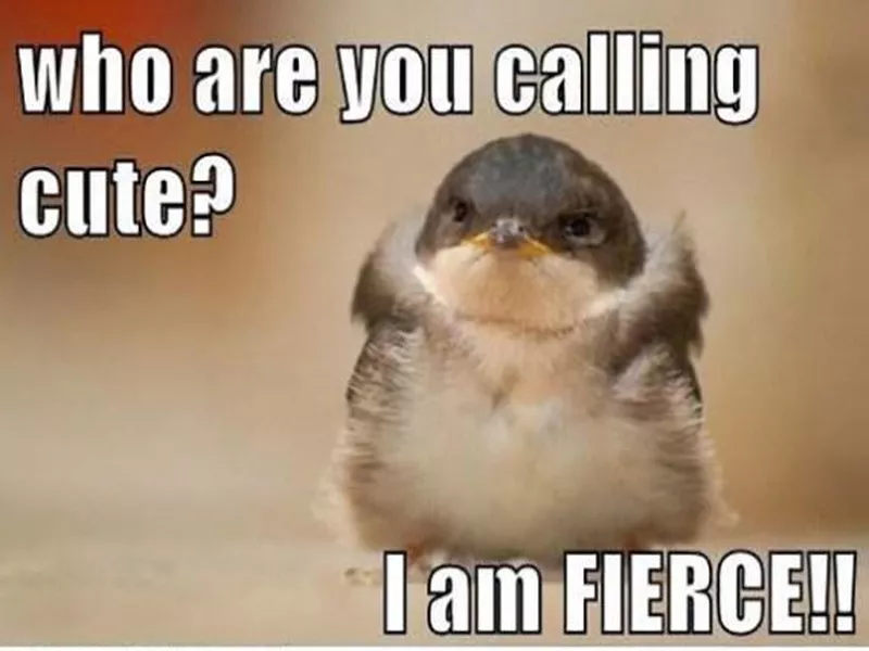 Who are you calling cute?