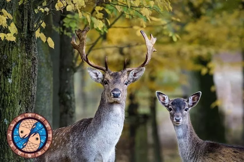 Deer