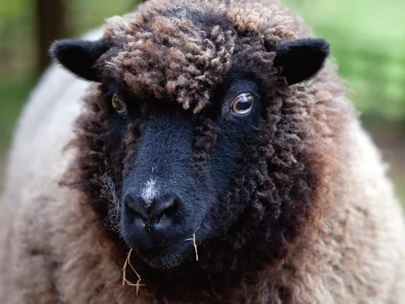 Sheep close up