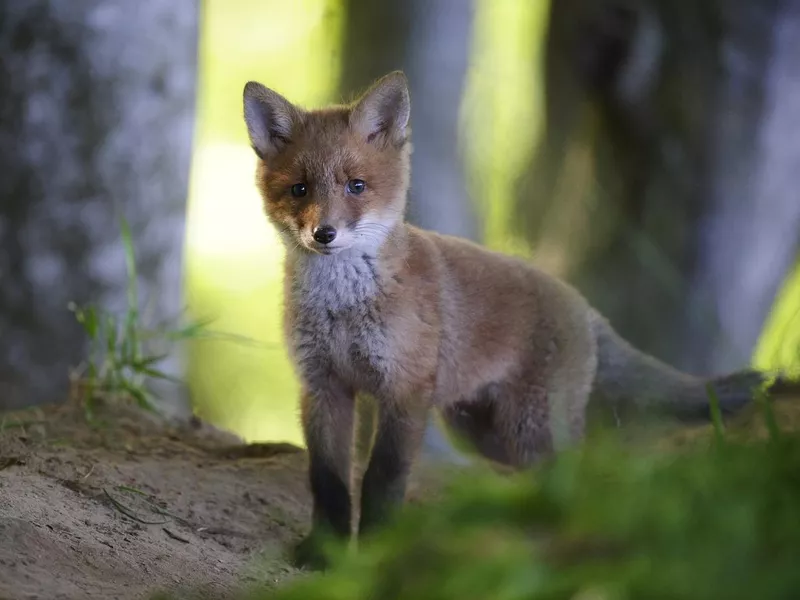 Curious Fox pup