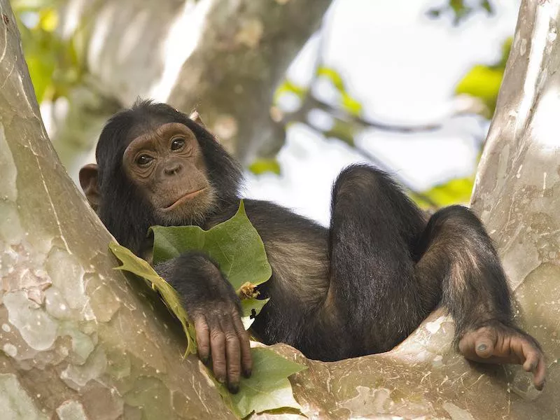 Chimp