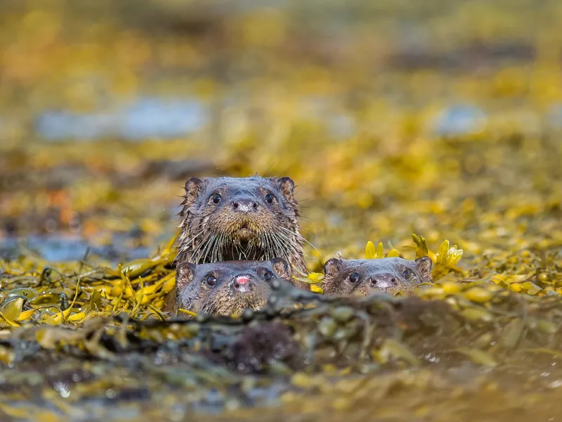 Otters