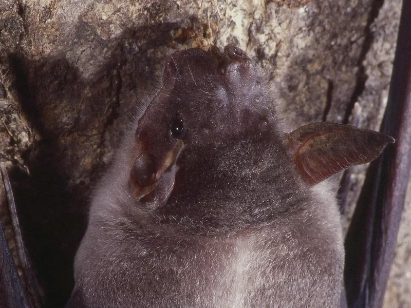 Greater Bulldog Bat