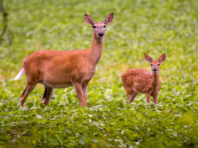 Whitetail Deer