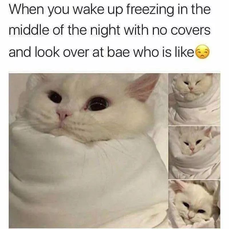 cat wrapped up in blanket