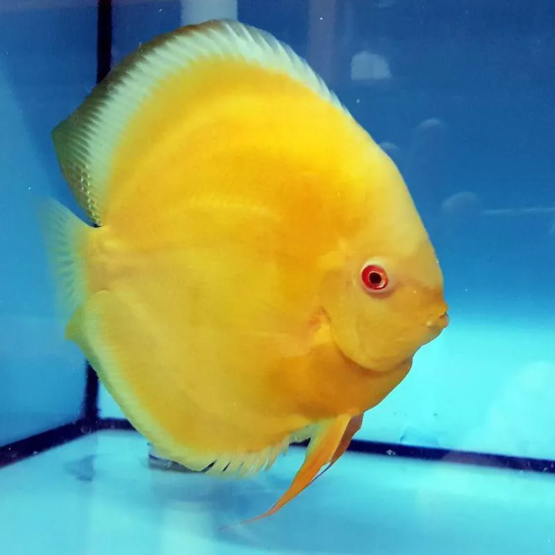 Albino Pearl Diamond Discus