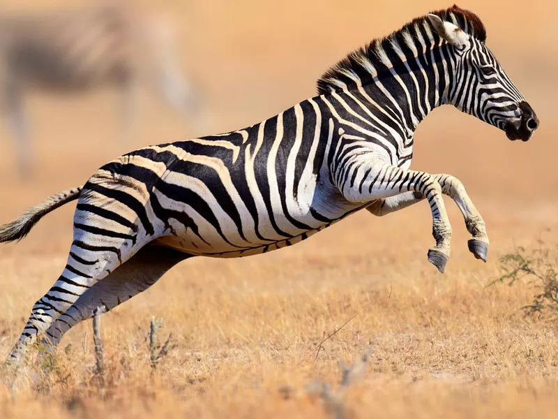 Zebra running and jumping