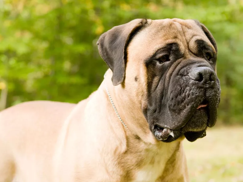 Bullmastiff